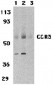 CCR3 Antibody